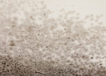 Schimmelflecken entfernen