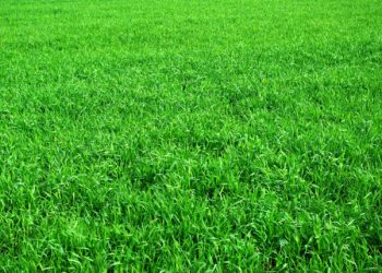 Grasflecken entfernen