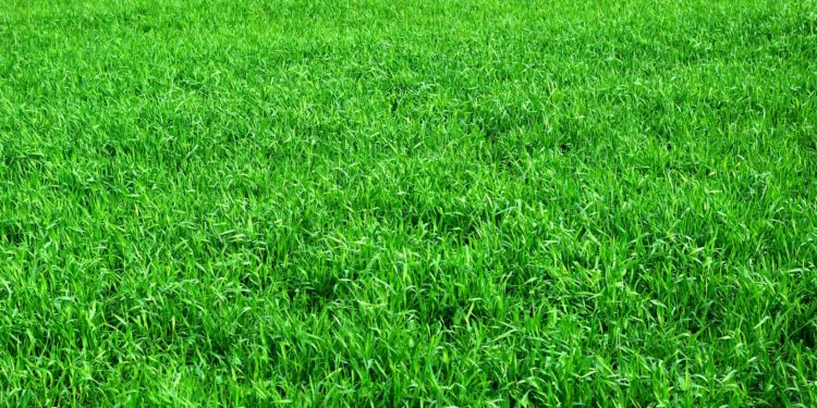 Grasflecken entfernen