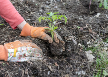 Erdflecken entfernen
