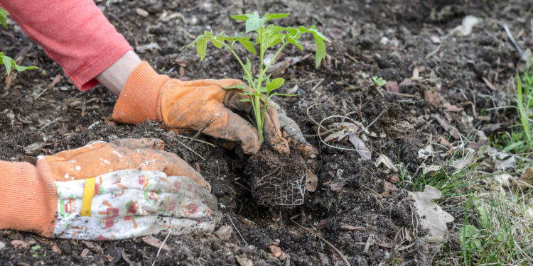 Erdflecken entfernen