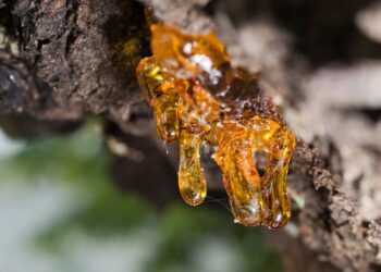 Harzflecken entfernen (depositphotos.com)