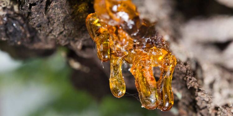 Harzflecken entfernen (depositphotos.com)