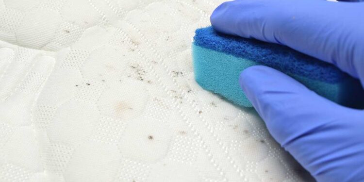 Schimmelflecken entfernen (depositphotos.com)