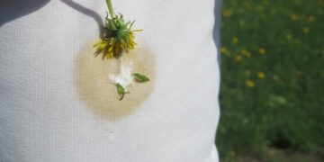Löwenzahnflecken aus Kleidung entfernen – Hausmittel und Reinigungstipps