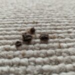 Kot Flecken auf einem Teppich