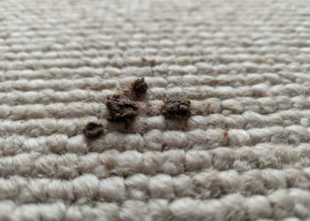 Kot Flecken auf einem Teppich